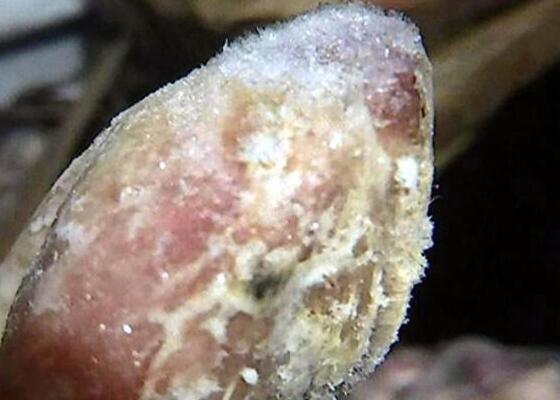 发霉的鸡腿